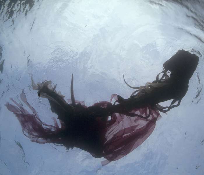 Dormant (Chloeia)