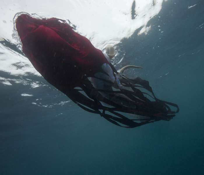 Dormant (Protula)