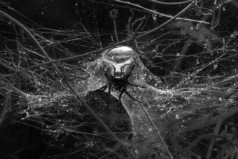 Living at the Bottom of the Ocean of Air (Underwater Spider)