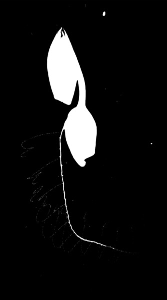 Vertical Migration