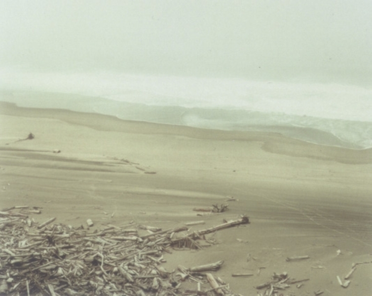 Treibholz. Lincoln City. Oregon