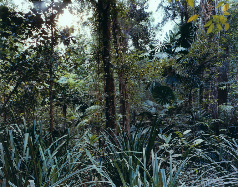 Paradise 7