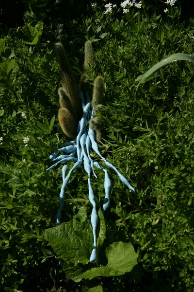 Azulis Venosus