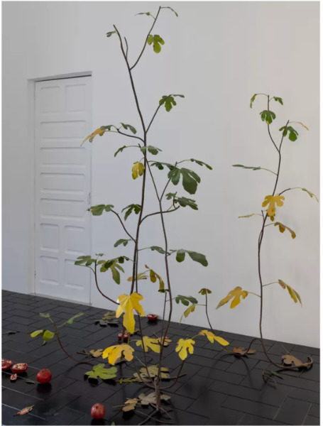 La Vida Breve (Ficus carica)