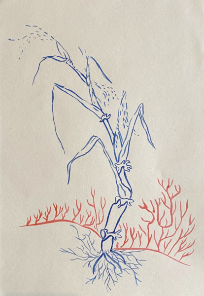 Untitled (from the series Huertos de los ch’olti)
