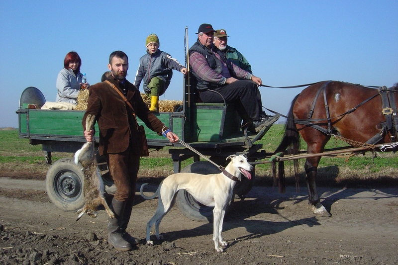 Agár - The Hungarian Greyhound Project